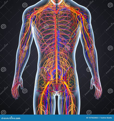 Arterias Venas Y Nervios Con El Cuerpo Humano Stock De Ilustración