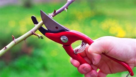 Allerdings sollte mit einem extremen rückschnitt erst begonnen werden, wenn die stärksten fröste vorbei sind. Hibiskus schneiden: Wie Sie dem Hibiskus die richtige Form ...