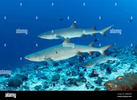 Three Whitetip Reef Sharks Triaenodon Obesus Indian Ocean Maldives