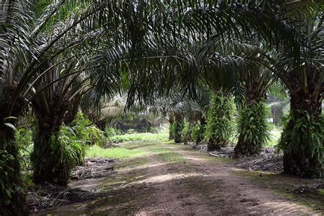 Oil palm, (elaeis guineensis), african tree in the palm family (arecaceae), cultivated as a source of oil. Field Trip to Malaysian Palm Oil Plantations - Tech Mantra ...