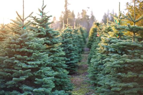 Nh Christmas Tree Farms New Hampshire Magazine