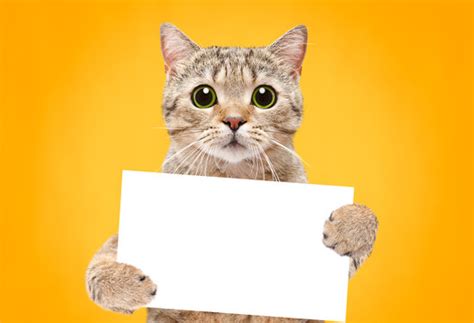 Cat Images Browse 2874840 Stock Photos Vectors And Video Adobe