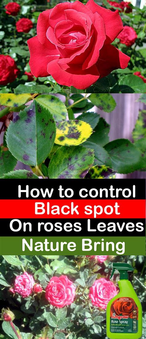 How To Control Black Spot On Roses Leaves Nature Bring Naturebring