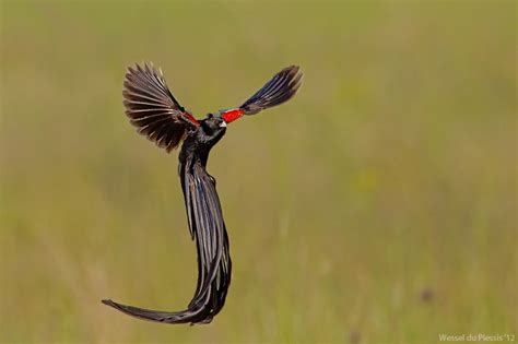 The Long Tailed Widowbird Euplectes Progne Also Known As The