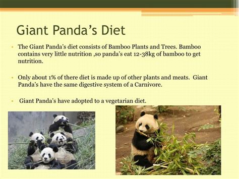 Ppt Giant Panda Powerpoint Presentation Id2136408