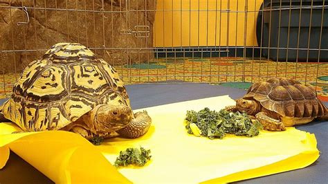 tortoise enclosure review    tortoises    enclosure timeline pets