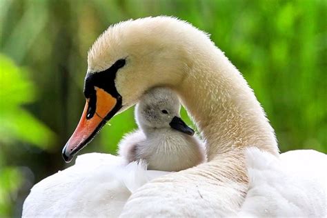 Tribute To Moms And The Things They Say 53 Loving Mother And Baby Animal