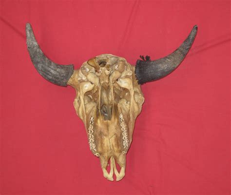 Bones Buffalo Skull 5129 0285