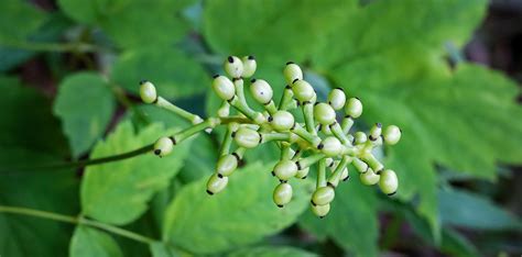 White Baneberry Actaea Pachypoda