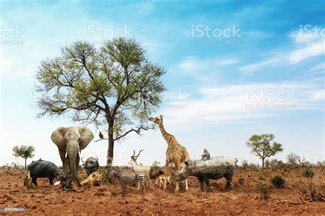 African Safari Animals Meeting Together Around Tree Stock Photo