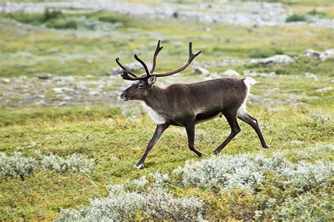 Animals Of The Tundra Ask A Biologist
