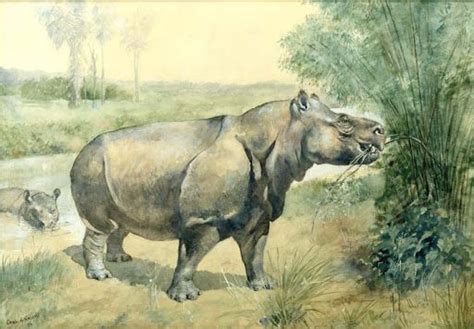 Prehistoric Hippo By Charles R Knight 1896 Prehistoric