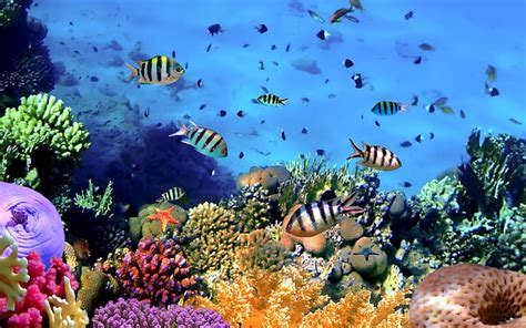 Hd Wallpaper Fishs Aquarium Tropical Freshwater Wallpaper Hd Sea