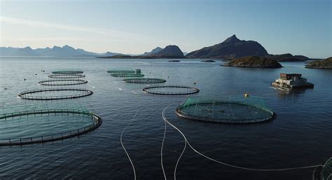 Fish Farms Pay Their Norway Why Not Here Tasmanian Times