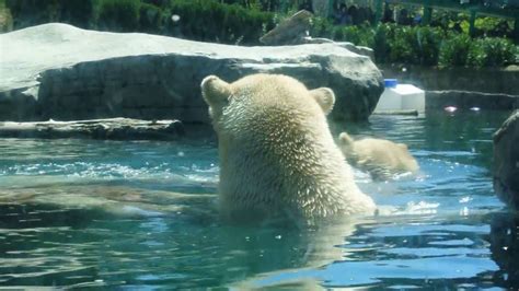 Polar Bears San Diego Zoo Youtube