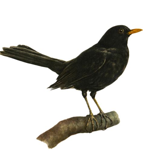 Blackbird Png Voador Png All