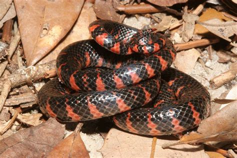 Fauna — The Colorful And Semi Aquatic Mud Snake Farancia Snake