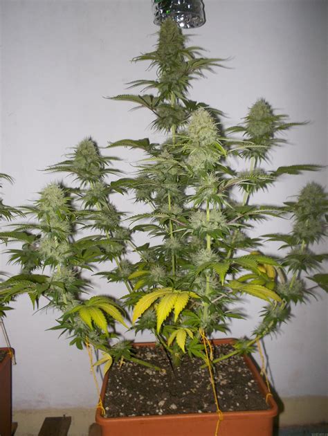 Strain Gallery Super Skunk Vision Seeds Pic 21121445797112294 By