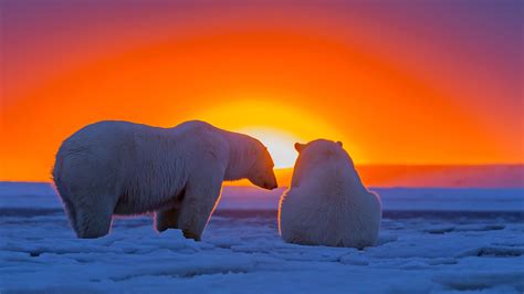 Polar Bears In Alaska Sunset Polar Bear Polar Bear Wallpaper Bear
