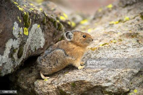 Pika A Photos And Premium High Res Pictures Getty Images