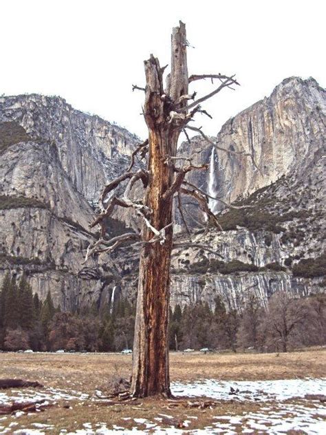 In The Yosemite Valley In View Of Yosemite Falls The Is A Lonely Tree