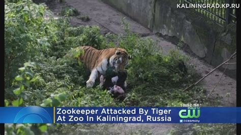 Zookeeper Attacked By Tiger In Russia Youtube