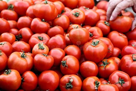 Buying Tomatoes At The Farmer S Market Stock Photo Image Of Tomatoes