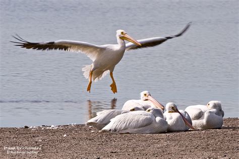 American White Pelican Rejoining The Flock Best Viewed Lar Flickr