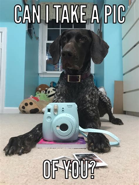 funniest german shorthaired pointer memes page