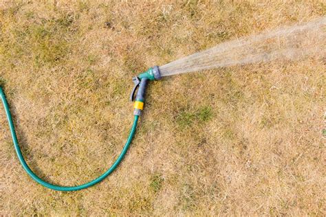 Can Grass Be Overwatered Learn How To Repair An Overwatered Lawn