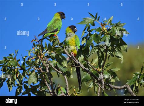 Pair Of Nanday Parakeet Aratinga Nenday Also Known As The Black