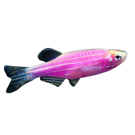 Glofish Galactic Purple Danio Fish Goldfish Betta And More Petsmart