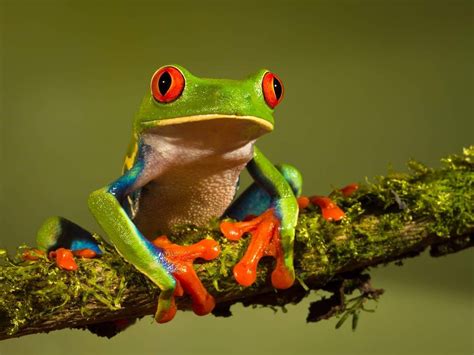 Red Eyed Tree Frog Frog Tree Frogs Frog Species