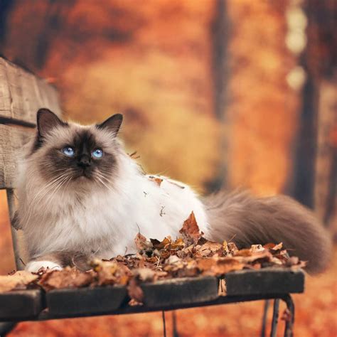 Autumn Cats 18 Images Of Cats Loving Fall
