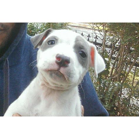 Our red nose pit bulls are bred in the traditional style from great old family red nose pit bull bloodlines. blue nose pitbull puppies for sale in Bronx, New York ...