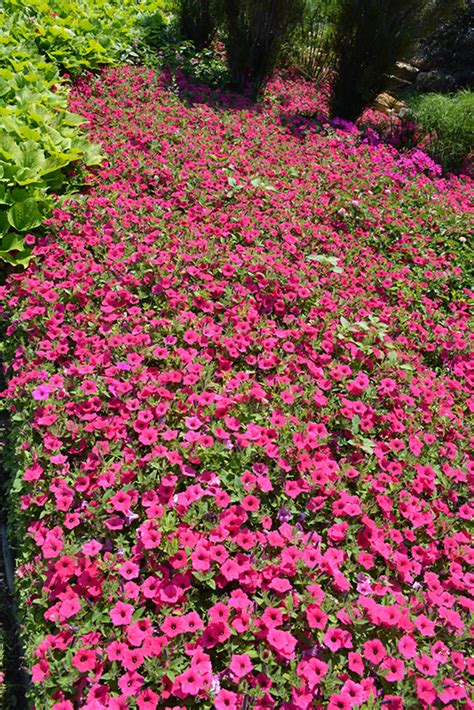 Supertunia Vista Fuchsia Petunia Petunia Supertunia Vista Fuchsia