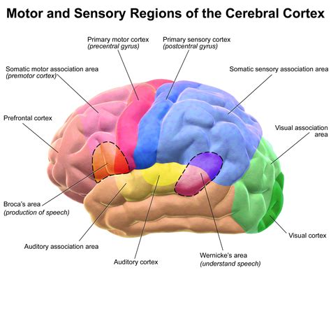 Blausen Regions Of The Cerebral Cortex English Labels
