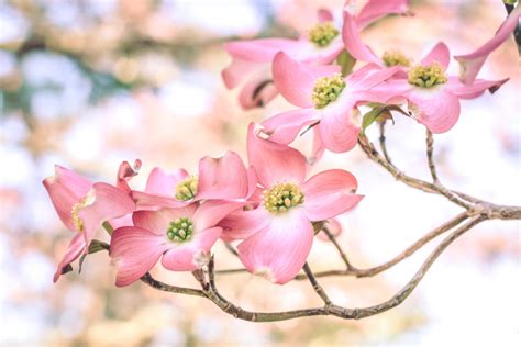 Then, in mid february, it started blooming pink and white flowers. Top 10 Flowering Trees