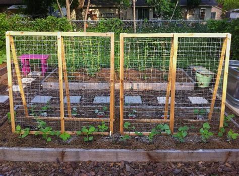 However you might plant flowering vines such as morning glories against the fence in off years to provide a good rotation. summer squash trellis | the trellises turned out so lovely ...