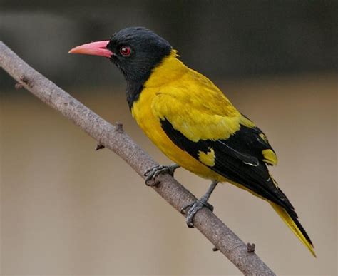 Black Hooded Oriole Oriolus Xanthornus In Kolkata Calcutta West