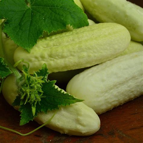 White Wonder Heirloom Cucumber Thresh Seed Co
