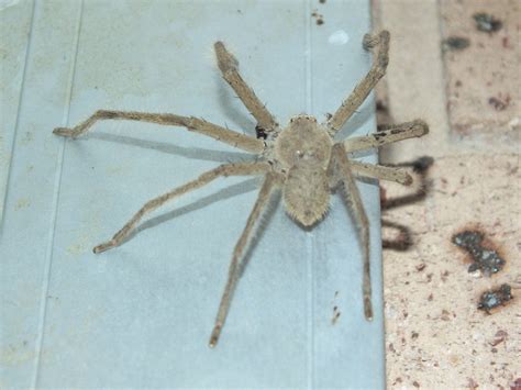 Sparassidae Huntsman Spider Dscf6911 Kingdomanimalia Phyl Flickr