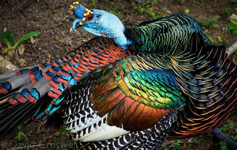What The Fauna The Ocellated Turkey Is Beautifully Decorated With
