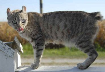 Also known as the highland lynx bobtail and the highlander, the the international cat association recognizes highlanders as an advanced new breed. Highlander Cat | Cat Breed Selector