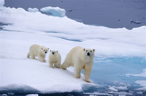 Could Polar Bears Be Extinct By 2100