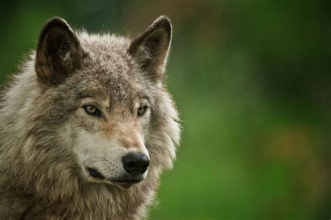 Wolves Survived The Ice Age As A Single Global Community Time News