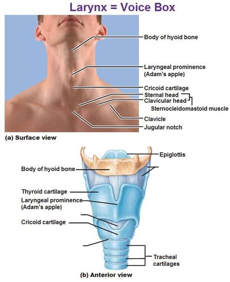 The Larynx Voice Box Hyoid Bone Laryngeal Prominence Adam S Apple