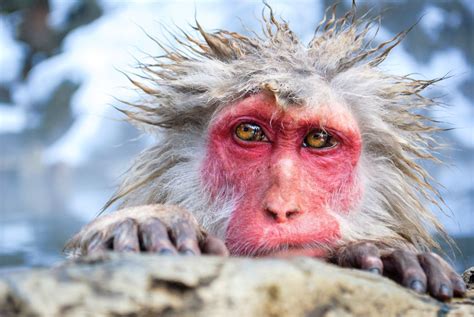 A Lazy Macaque Monkey Relaxing In The Jigokudani Monkey Park In