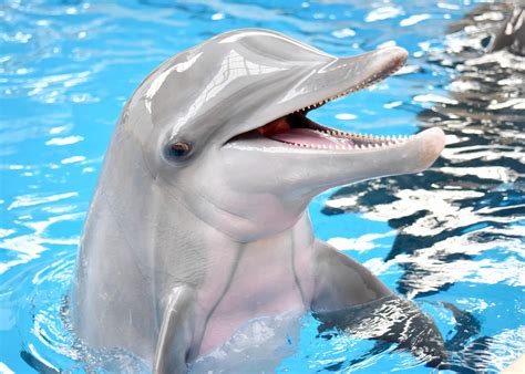 Brookfield Zoo Loses 7 Years Of ‘magic After Bottlenose Dolphin Dies