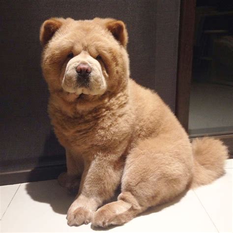 Impossibly Fluffy Chow Chow Dog Looks Like An Adorable